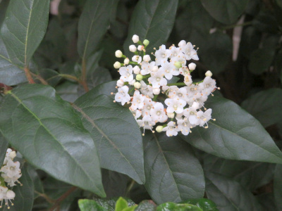 IMG_7308_0307ビバーナム・ティヌスの白い花と葉_400