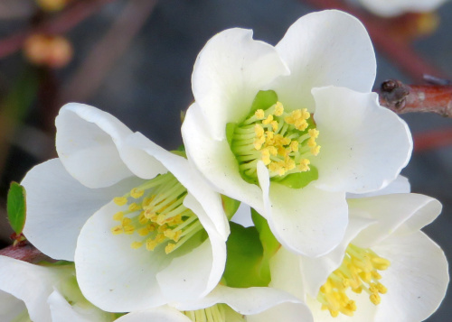IMG_7656_0319真っ白の木瓜の花美しいZoom_500