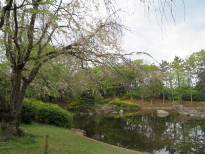 IMG_7816_0402桜ヤエベニシダレと池の風景_400