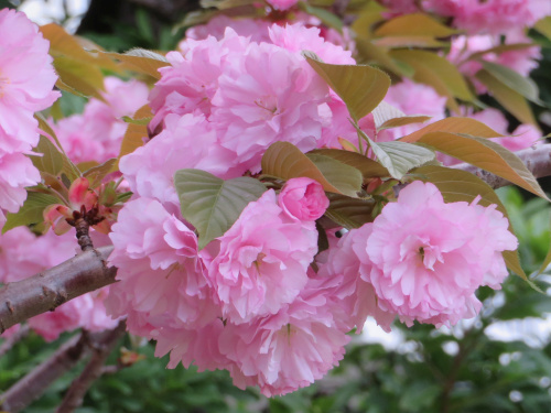 IMG_7984_0406バス通りの八重桜の花きれい_500