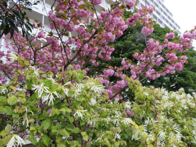 IMG_7982_0406バス通りの八重桜の花_400