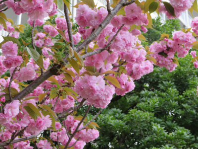 IMG_7983_0406バス通りの八重桜の花_400