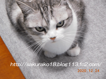 2020-12月26日猫のみぃちゃん