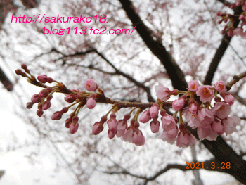 2021-3月29日桜