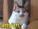profile-anyan1.jpg