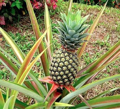 pineapple-6-e1538034092700.jpg