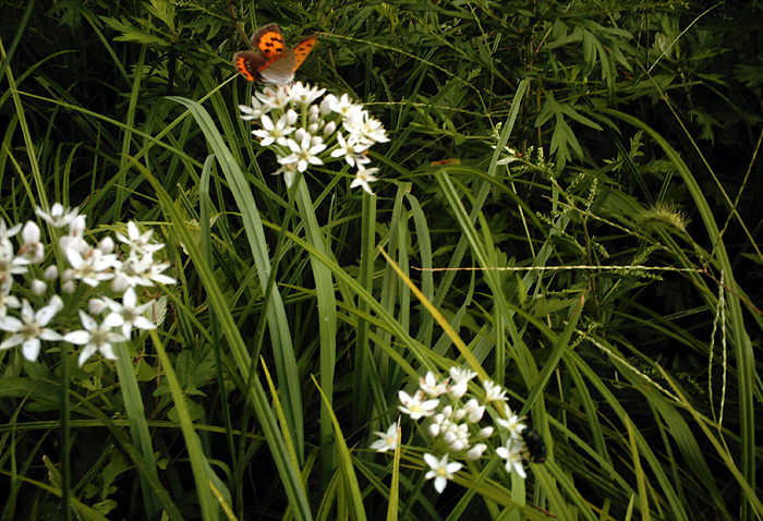 ニラの花とシジミ蝶
