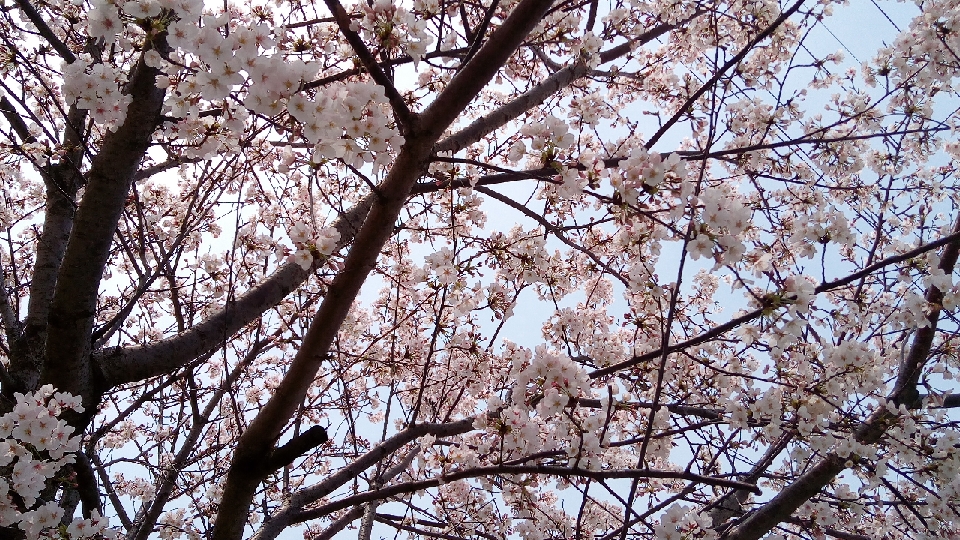 深沢桜リサイズ