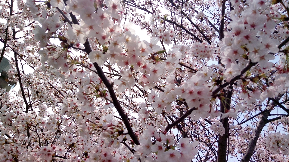 深沢桜３リサイズ