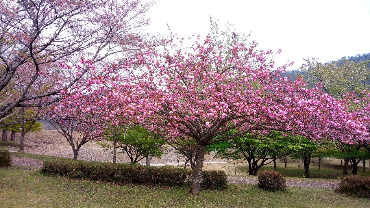 八重桜 リサイズ