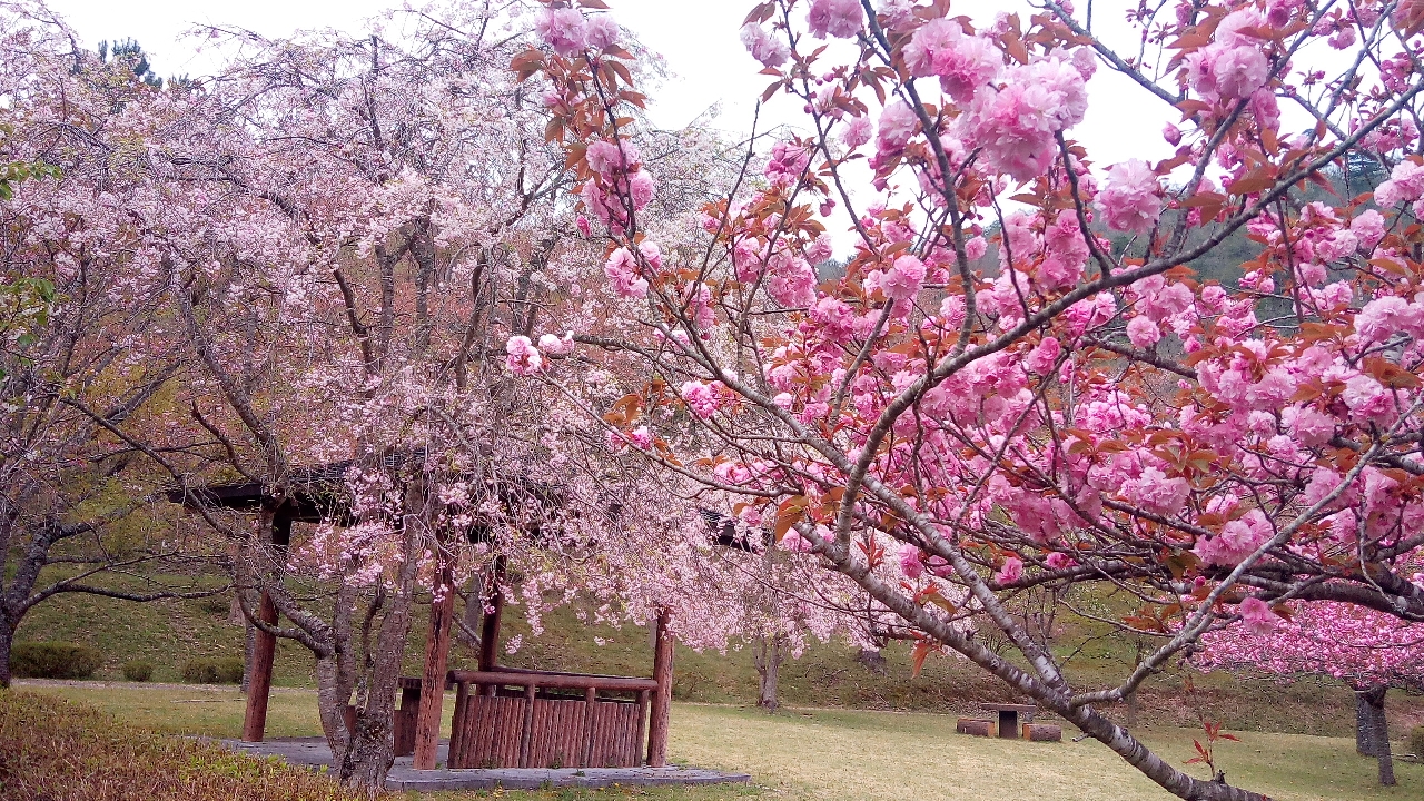 八重桜２リサイズ