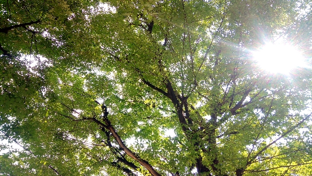 都島公園のkogera