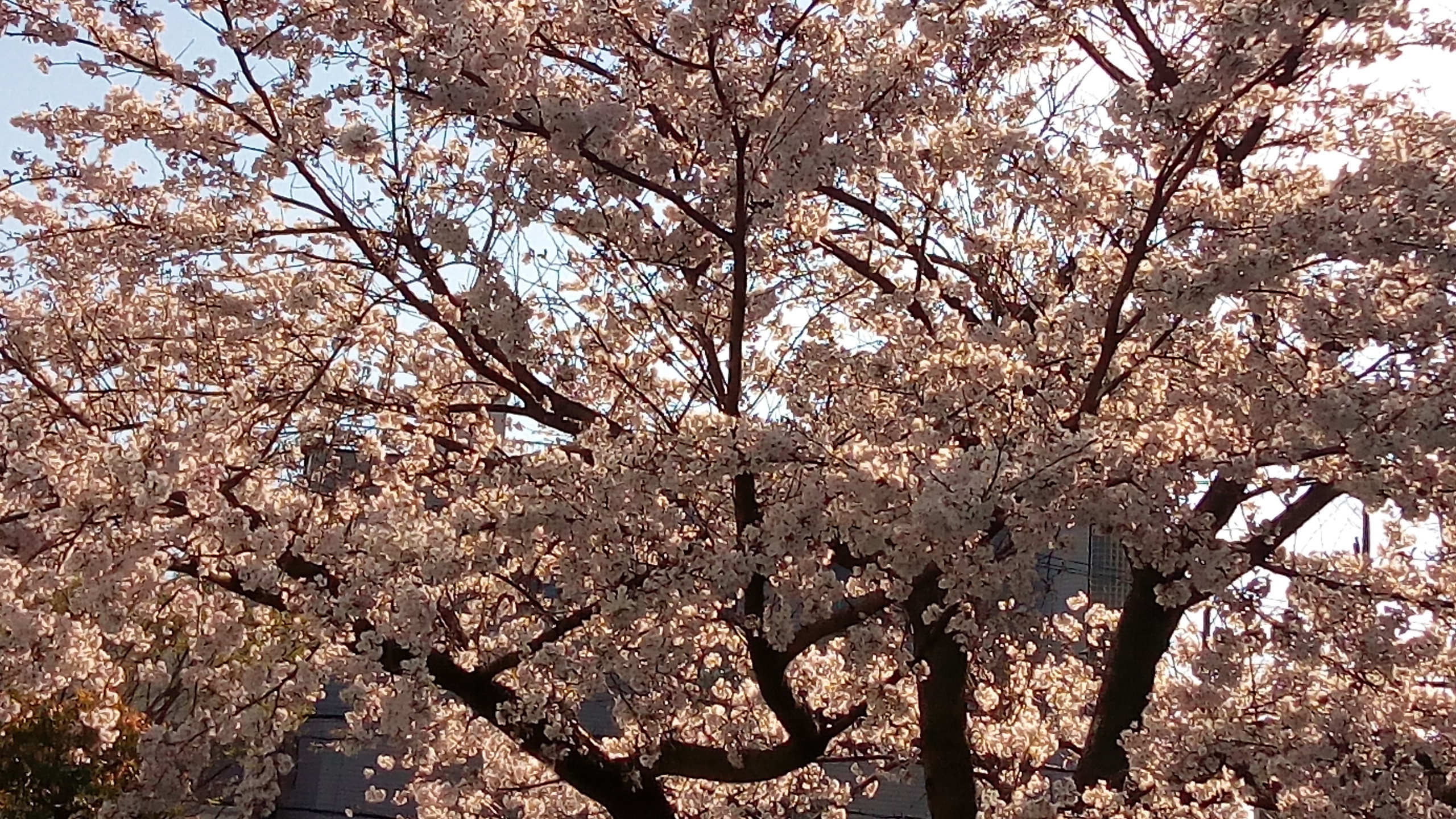 ミルボンの桜