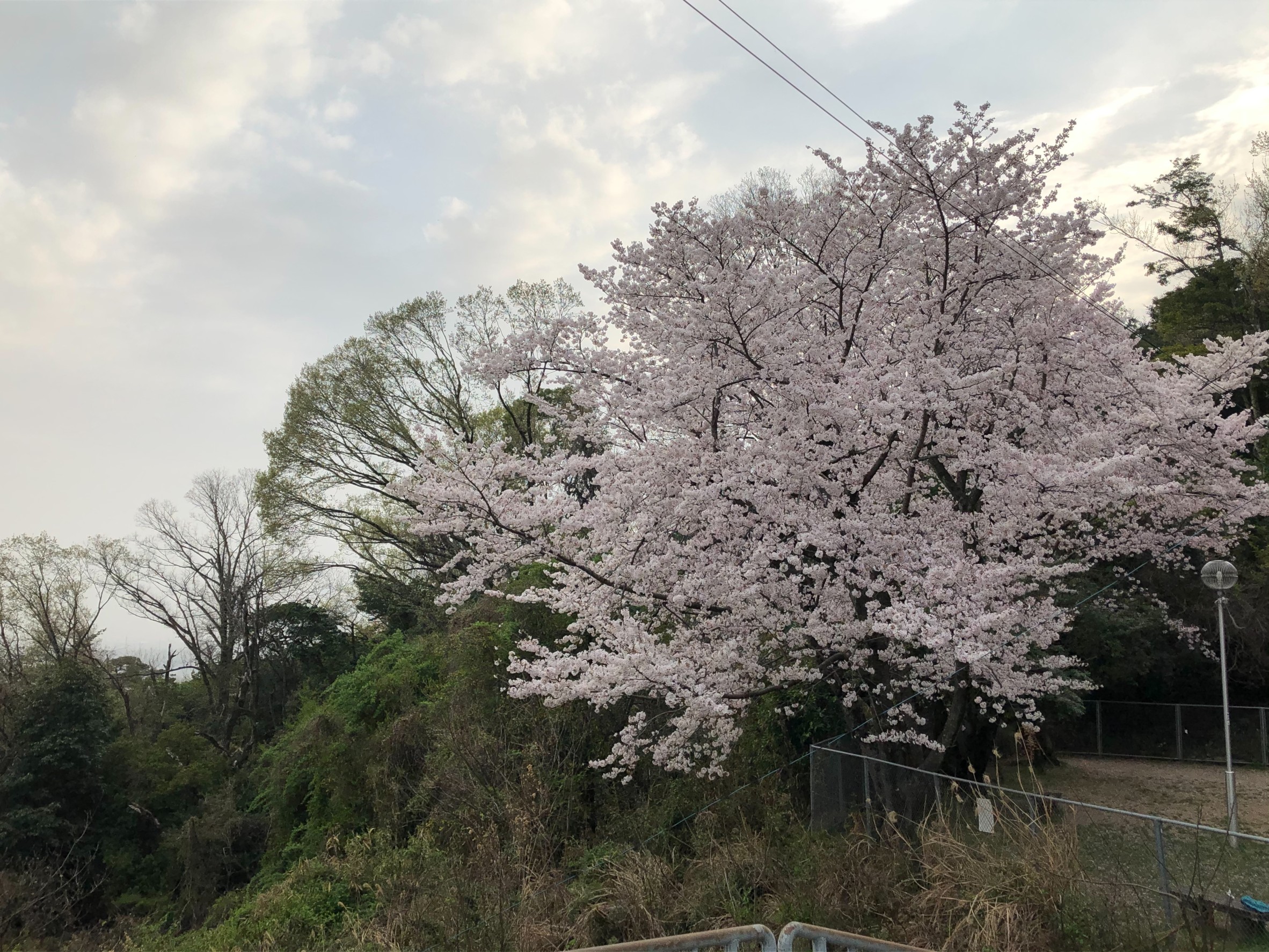 大和の桜