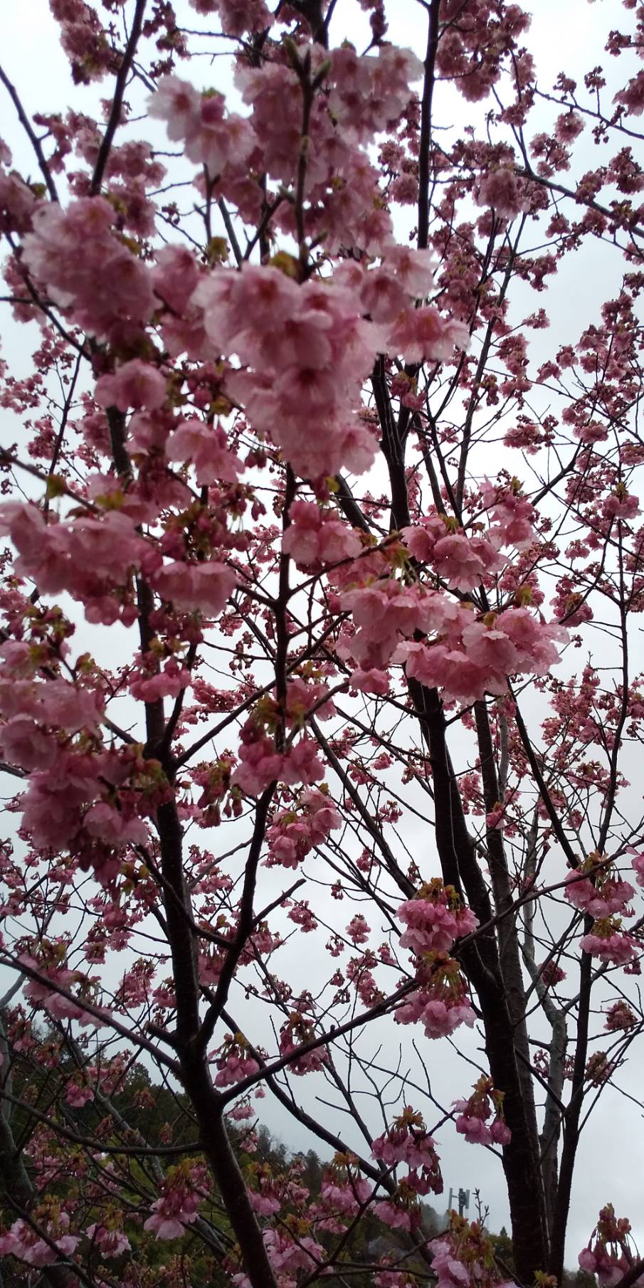 長岡の陽光桜