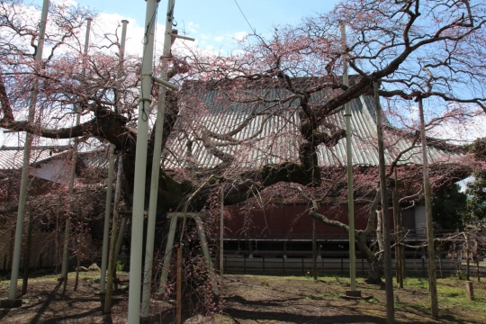 咲き始めの枝垂桜０１