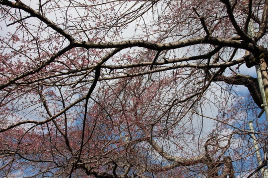 咲き始めの枝垂桜０２