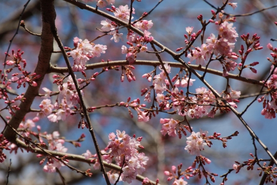 咲き始めの枝垂桜０３