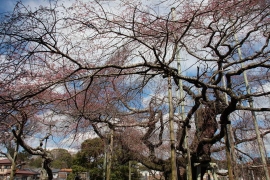 咲き始めの枝垂桜０４