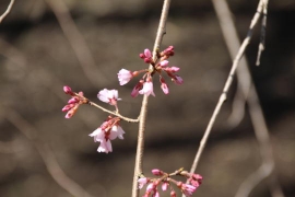 咲き始めの枝垂桜０６