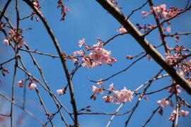 咲き始めの枝垂桜０８