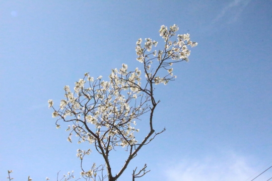 青空と白い桜０１