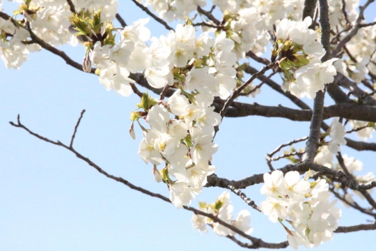 青空と白い桜０２