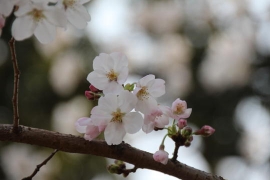 満開の都内の桜０５