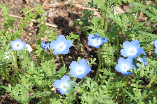 花壇の青い花０１