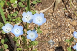花壇の青い花０２