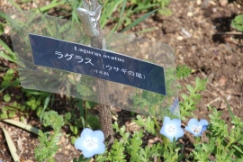 花壇の青い花０３