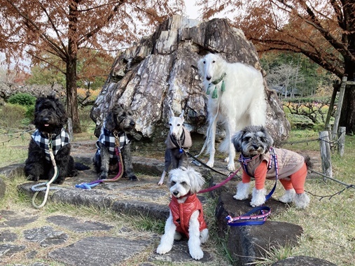 変換犬祭里山7