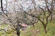 桜公園-1