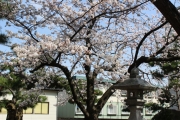 町内の神社桜4876