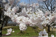 桜・アメリカ5127
