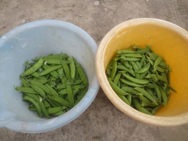 収穫したエンドウ豆