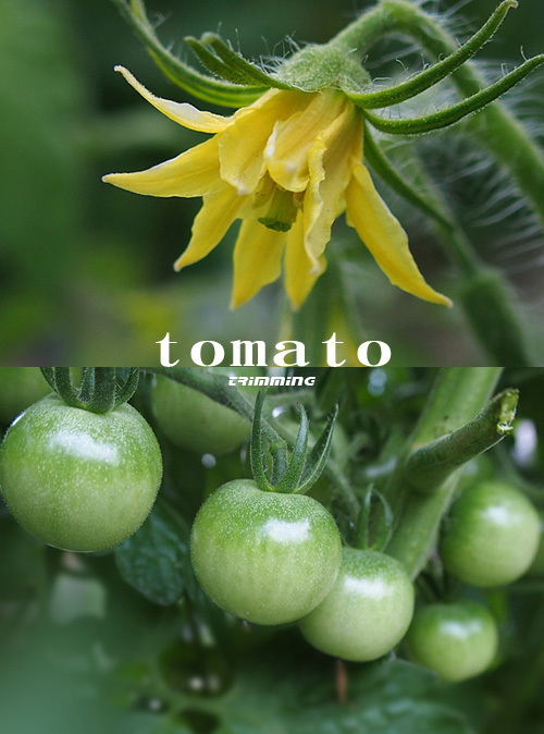 トマト2